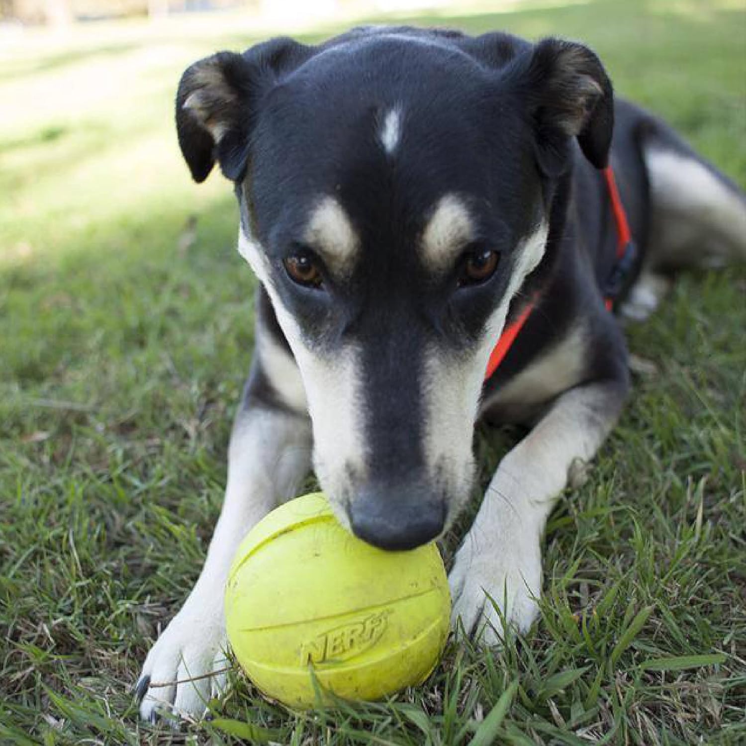 Rubber Ball Dog Toy with Squeaker, Lightweight, Durable and Water Resistant, 4 Inch Diameter for Medium/Large Breeds, Single Unit, Green