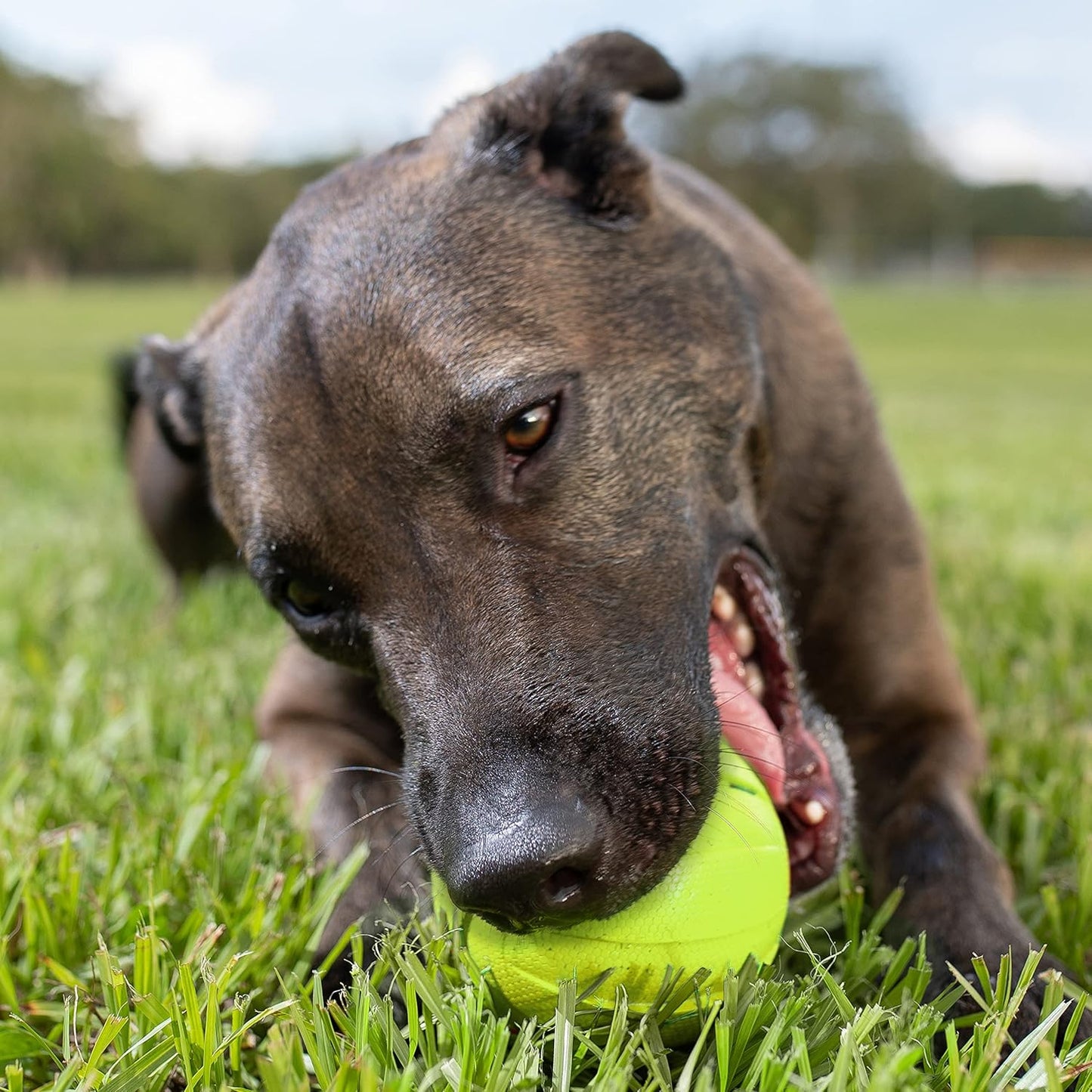 Rubber Ball Dog Toy with Squeaker, Lightweight, Durable and Water Resistant, 4 Inch Diameter for Medium/Large Breeds, Single Unit, Green